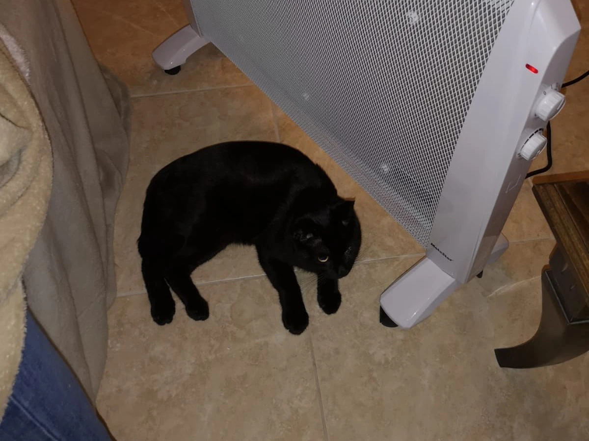 Kater friert