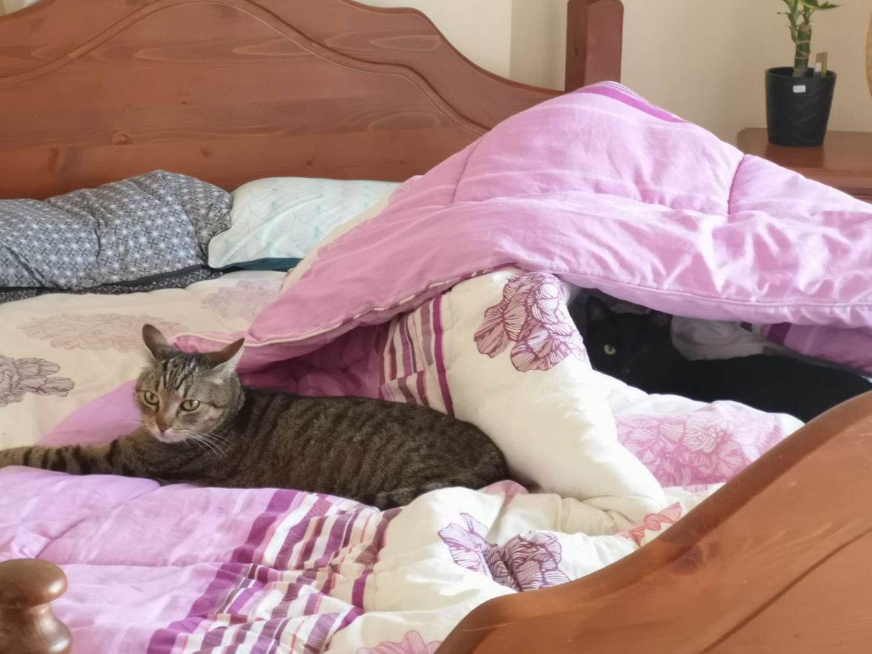 Katzen im Bett