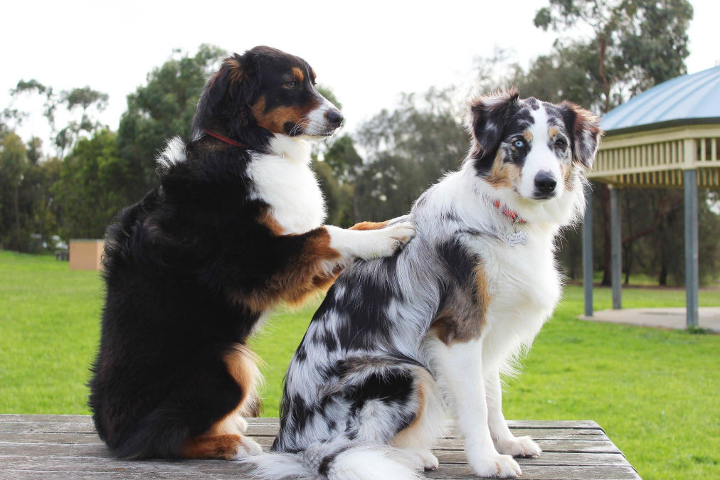 Hundehaftpflicht im Ausland