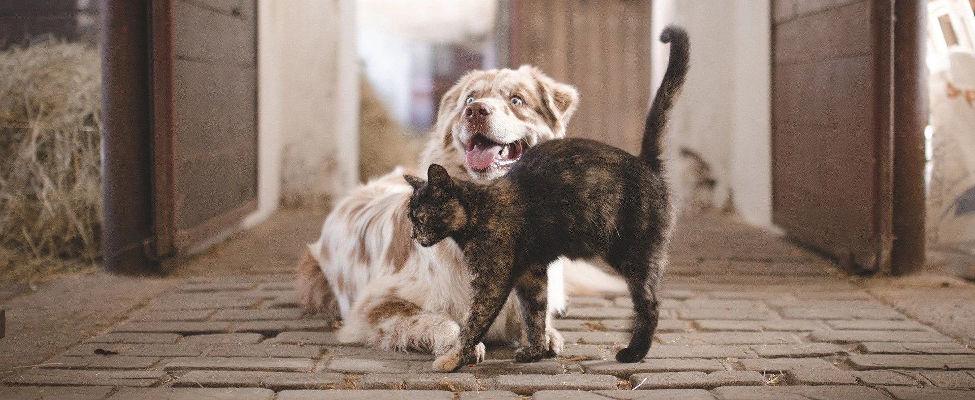 Hund Katze Zypern