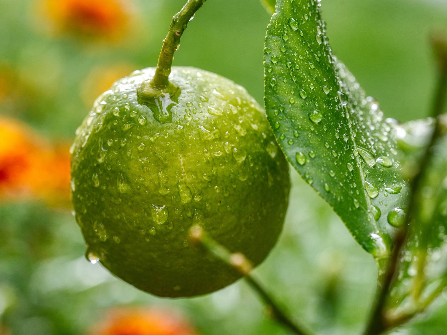 Limetten auf Zypern